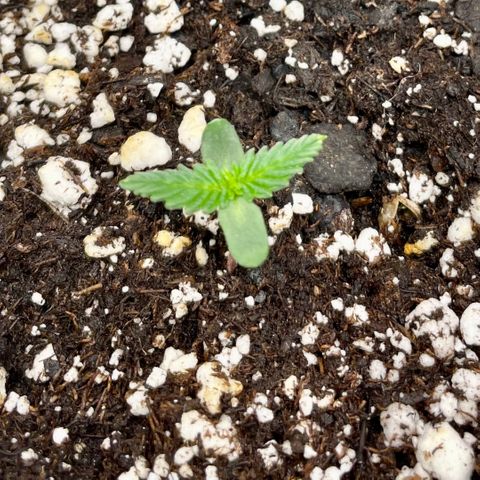 White Widow #3 growlog photo