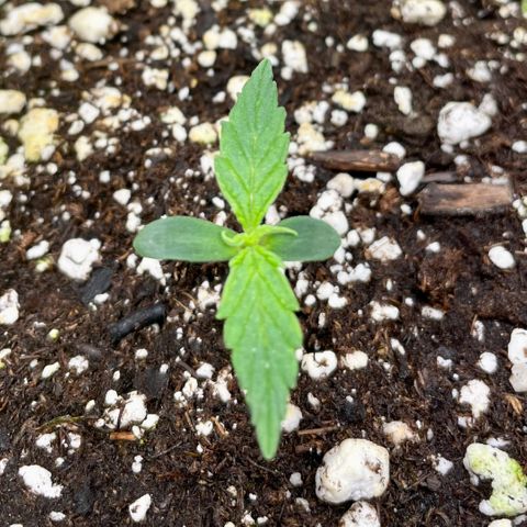 Milky Way - Variegated growlog timeline photo