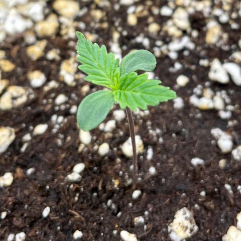 Sexxpot #1 growlog photo