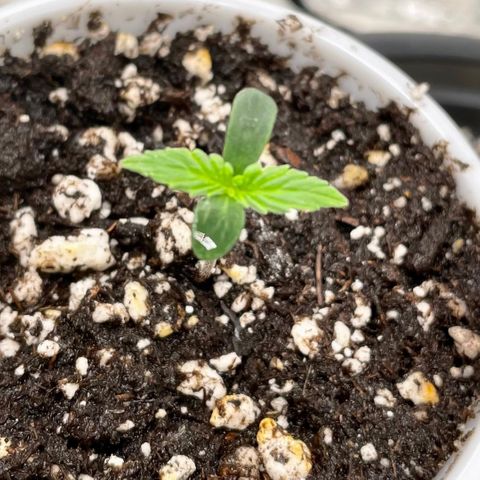 Blue Knight #1 growlog timeline photo