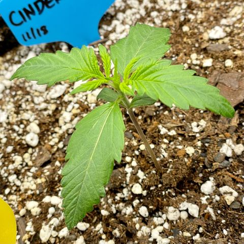 Cinderella #1 growlog timeline photo