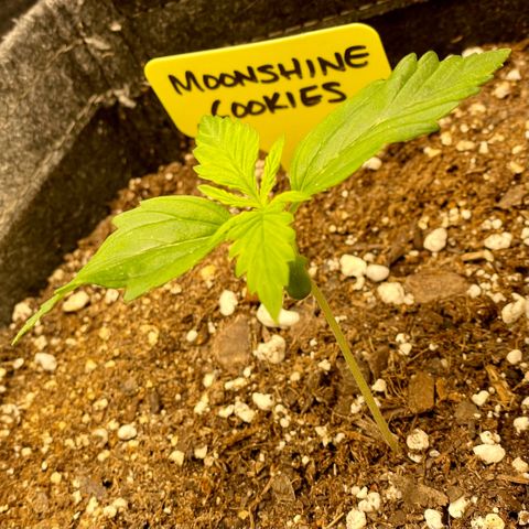 Moonshine Cookies growlog timeline photo