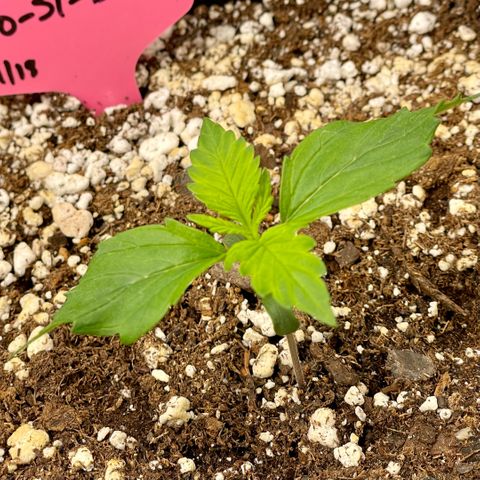 Do-Si-Dos #1 growlog timeline photo