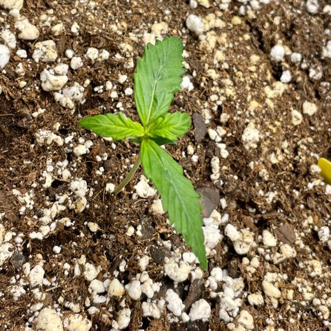 Bruce Banner #1 growlog timeline photo