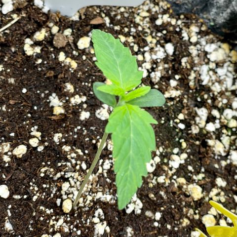 Growlog-Zeitleistenfoto von White Widow #1
