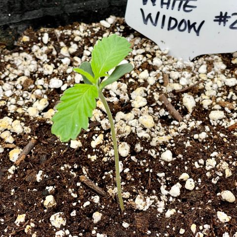 White Widow #2 growlog timeline photo