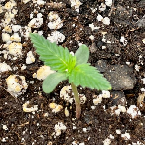 White Widow #3 growlog timeline photo