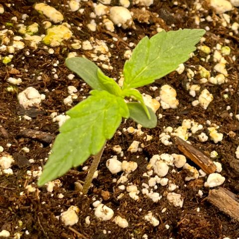 Milky Way - Variegated growlog timeline photo