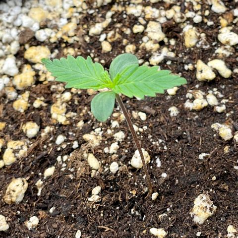 Sexxpot #1 growlog timeline photo