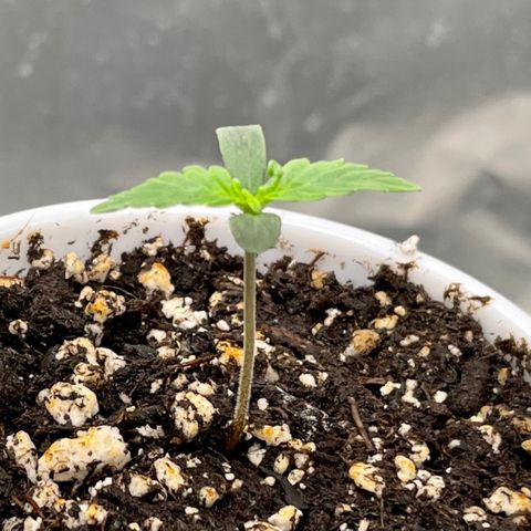 Blue Knight #1 growlog timeline photo