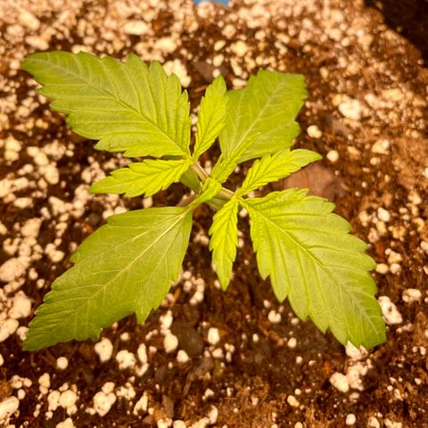 Cinderella #1 growlog timeline photo