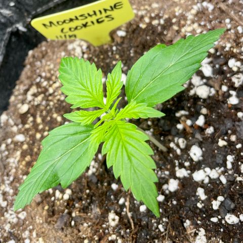 Moonshine Cookies growlog timeline photo