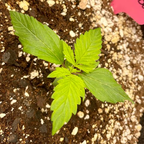 Do-Si-Dos #1 growlog timeline photo
