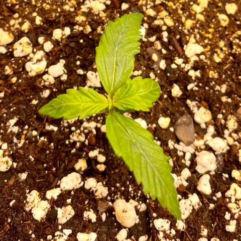 Bruce Banner #1 growlog timeline photo