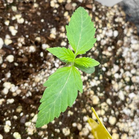 Growlog-Zeitleistenfoto von White Widow #1