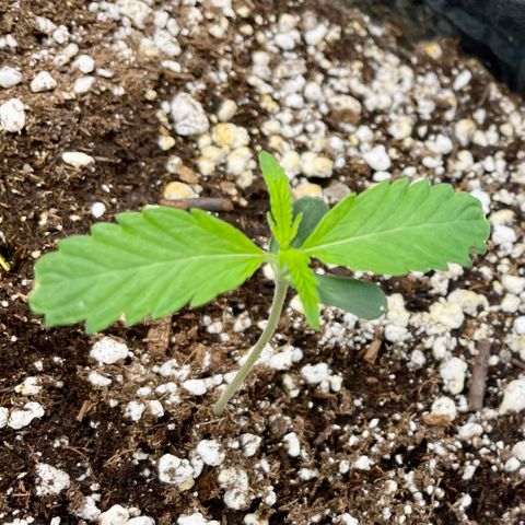 White Widow #2 growlog timeline photo