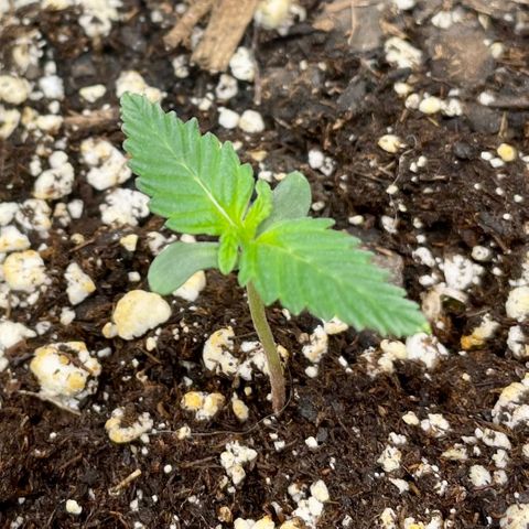 White Widow #3 growlog timeline photo