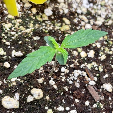 Milky Way - Variegated growlog timeline photo
