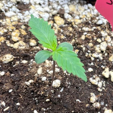 Sexxpot #1 growlog timeline photo