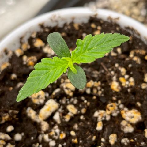 Blue Knight #1 growlog timeline photo