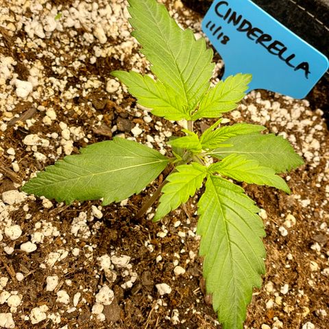 Cinderella #1 growlog timeline photo