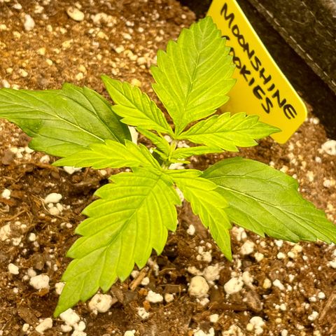 Moonshine Cookies growlog timeline photo