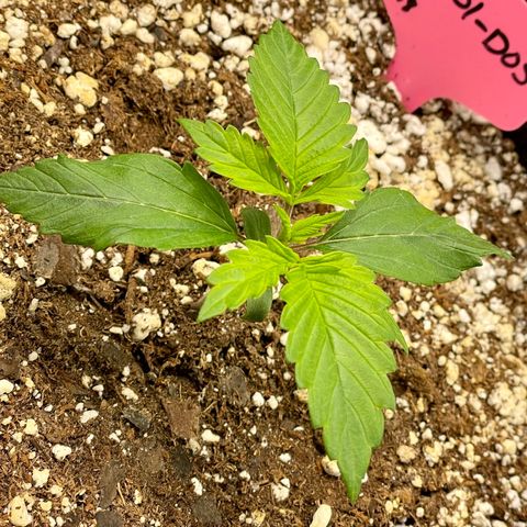 Do-Si-Dos #1 growlog timeline photo