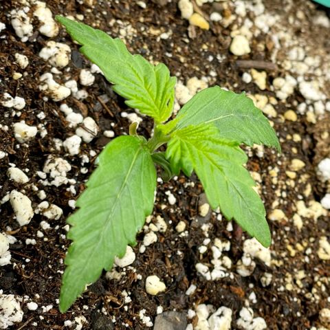 Bruce Banner #1 growlog timeline photo