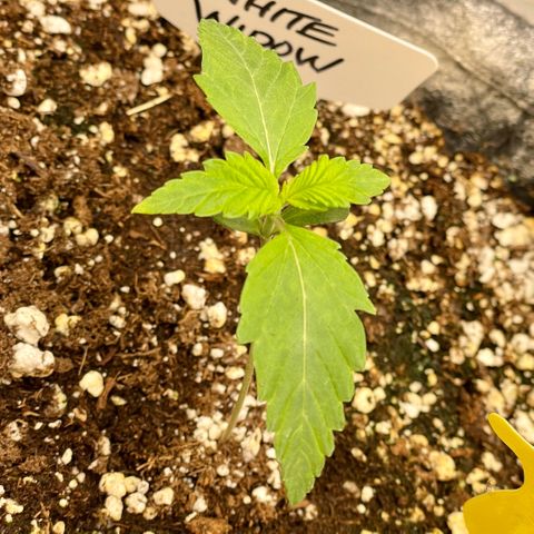 Growlog-Zeitleistenfoto von White Widow #1