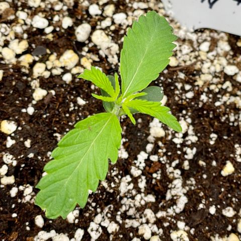 White Widow #2 growlog timeline photo