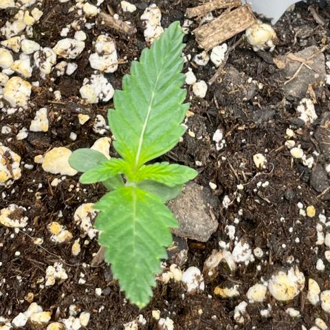 White Widow #3 growlog timeline photo