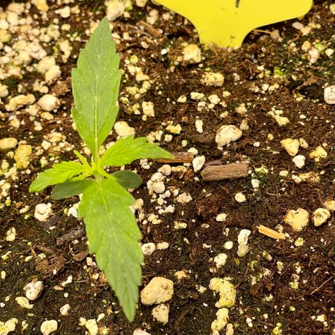 Milky Way - Variegated growlog timeline photo