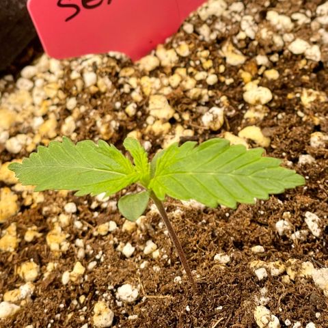 Sexxpot #1 growlog timeline photo