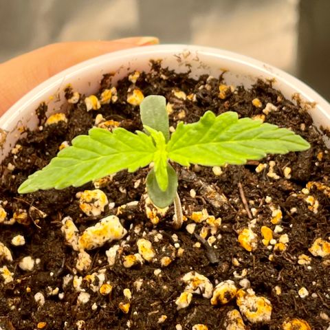 Blue Knight #1 growlog timeline photo