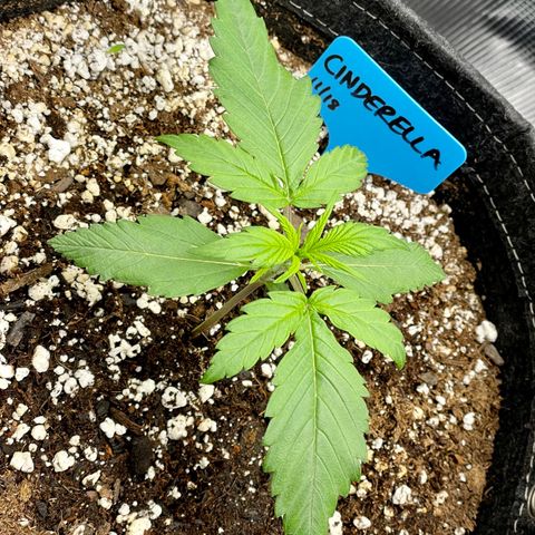 Cinderella #1 growlog timeline photo