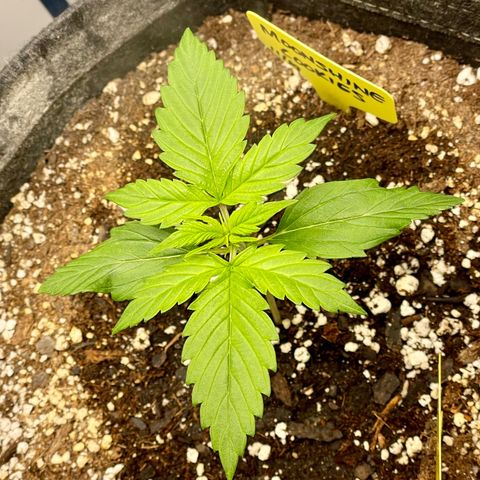 Moonshine Cookies growlog timeline photo