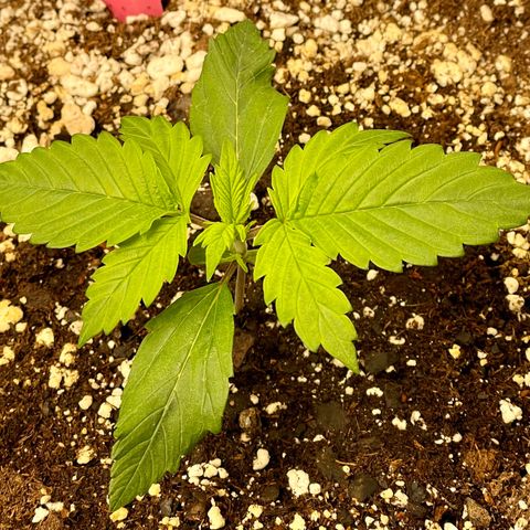 Do-Si-Dos #1 growlog timeline photo