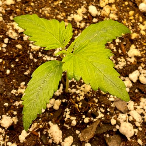 Bruce Banner #1 growlog timeline photo
