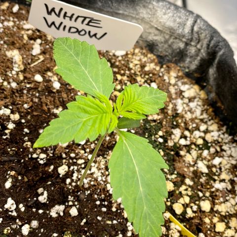 Growlog-Zeitleistenfoto von White Widow #1