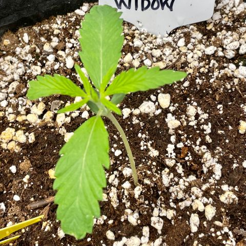 White Widow #2 growlog timeline photo