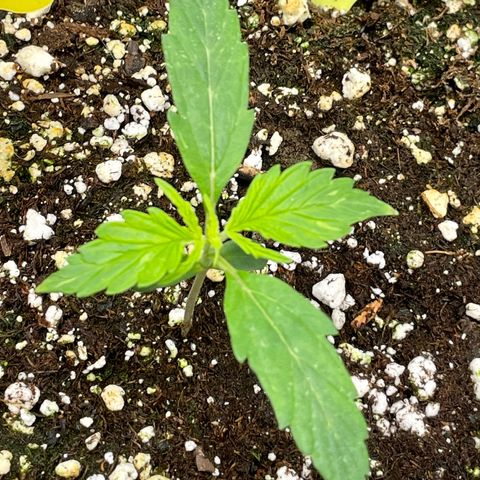 Milky Way - Variegated growlog timeline photo