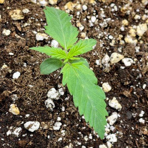 Sexxpot #1 growlog timeline photo
