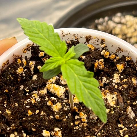 Blue Knight #1 growlog timeline photo