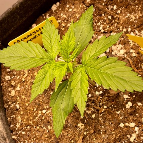 Moonshine Cookies growlog timeline photo