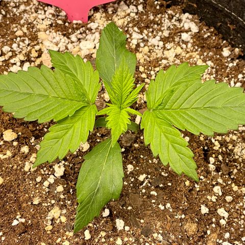 Do-Si-Dos #1 growlog timeline photo