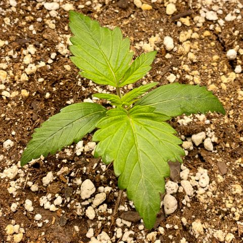 Bruce Banner #1 growlog timeline photo