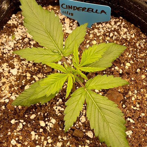 Cinderella #1 growlog timeline photo