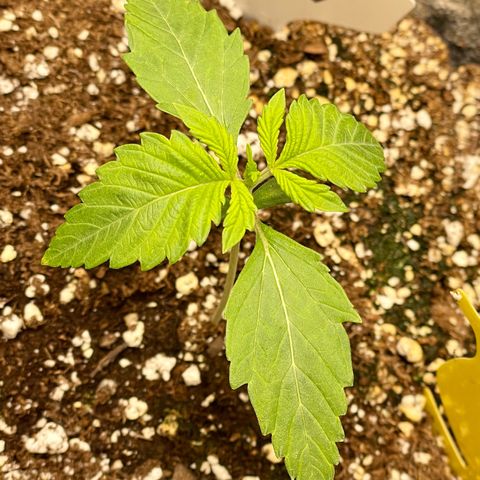 Growlog-Zeitleistenfoto von White Widow #1