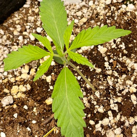 White Widow #2 growlog timeline photo