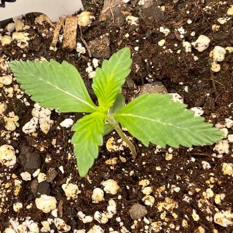 White Widow #3 growlog timeline photo